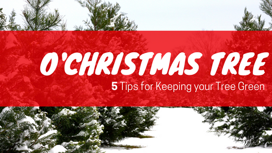 5 Tips for Keeping your Christmas Tree Green