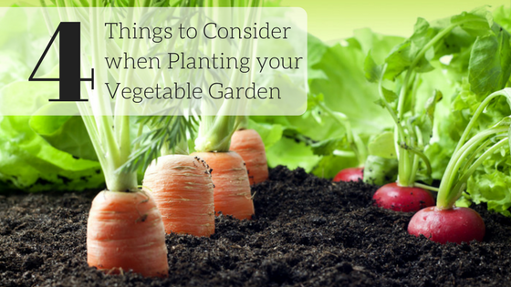 4 Things to Consider Before Starting your Vegetable Garden